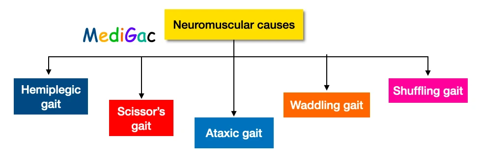 Paediatrics gait due to neuromuscular causes
